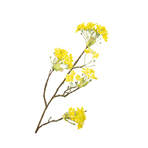 Prunus Blossom Yellow
