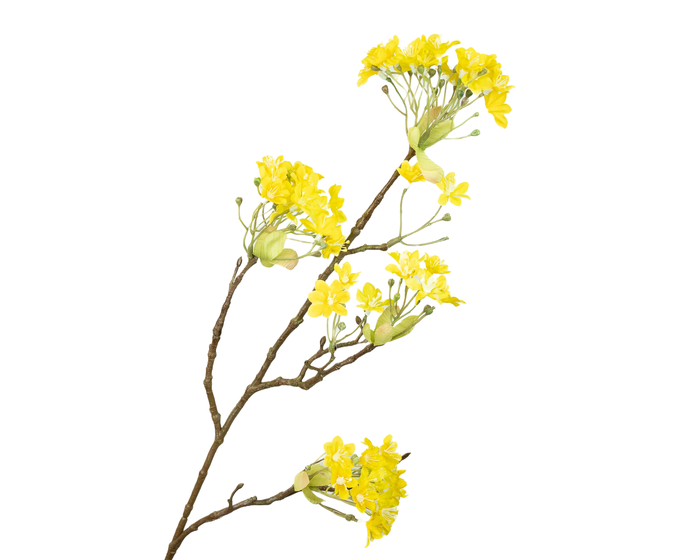 Prunus Blossom Yellow