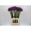 Allium Gladiator