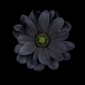 Chr T Kennedy Black