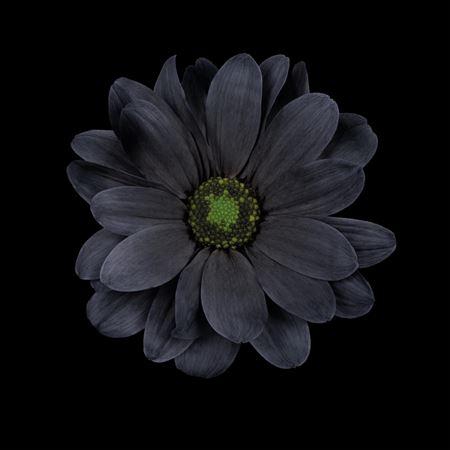 <h4>Chr T Kennedy Black</h4>