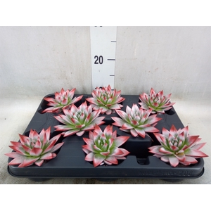 Echeveria  'Miranda'
