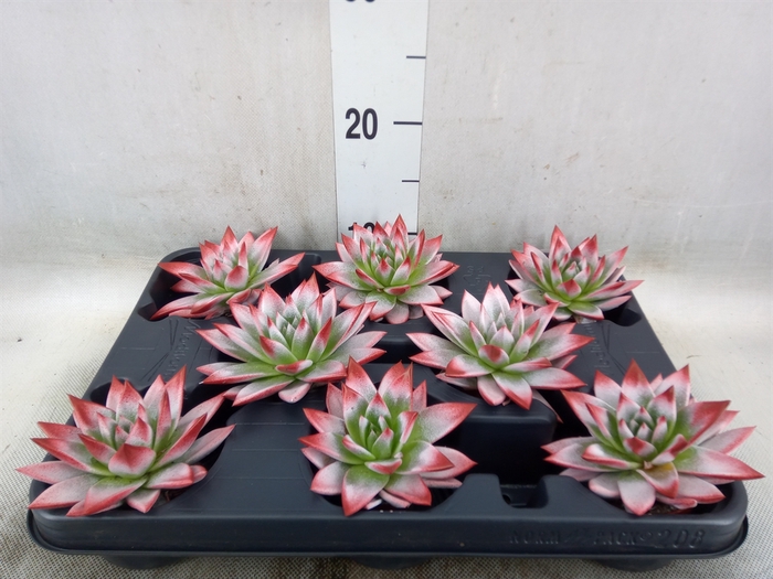 <h4>Echeveria  'Miranda'</h4>