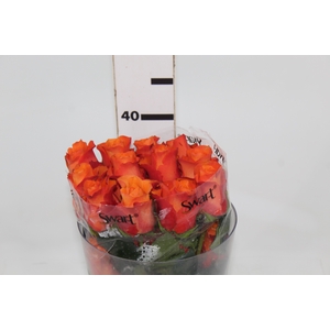 ROSA ORANGE WAVE 040 CM ESTUFA