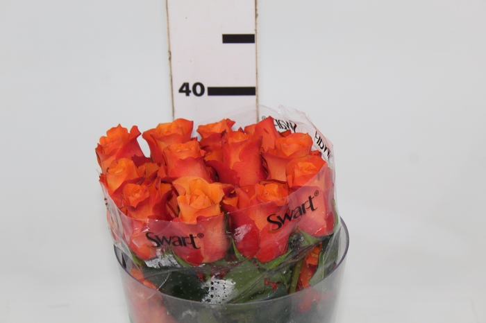 ROSA ORANGE WAVE 040 CM ESTUFA