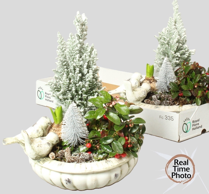 <h4>ARR TUINPLANTEN</h4>