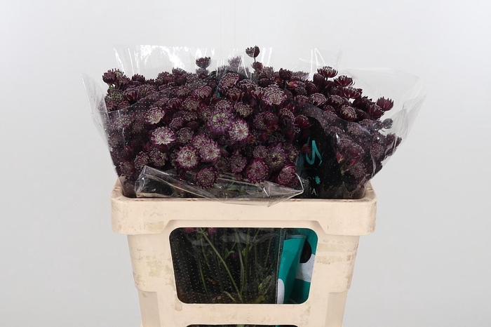 <h4>Astr Star Of Love</h4>