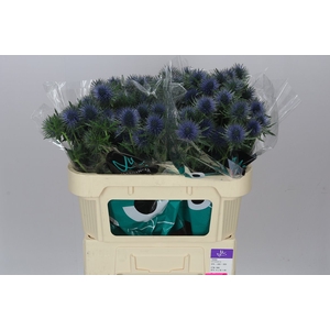 Eryngium Magnet