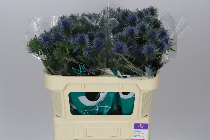 <h4>Eryngium Magnet</h4>