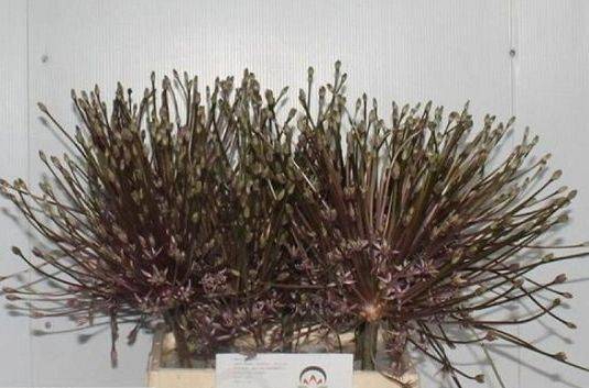 <h4>ALLIUM SCHUBERTII</h4>
