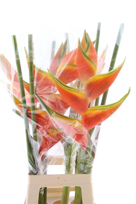 <h4>Hel Ivory Orange</h4>