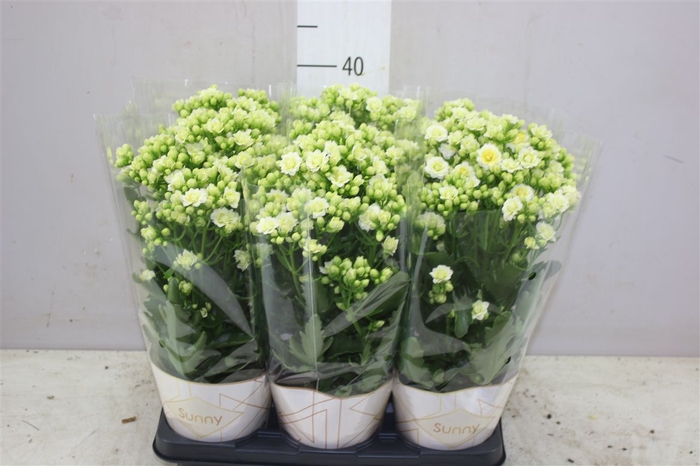 <h4>Kalanchoe Sunny White</h4>