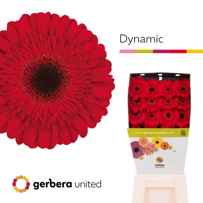 <h4>Gerbera diamond dynamic</h4>