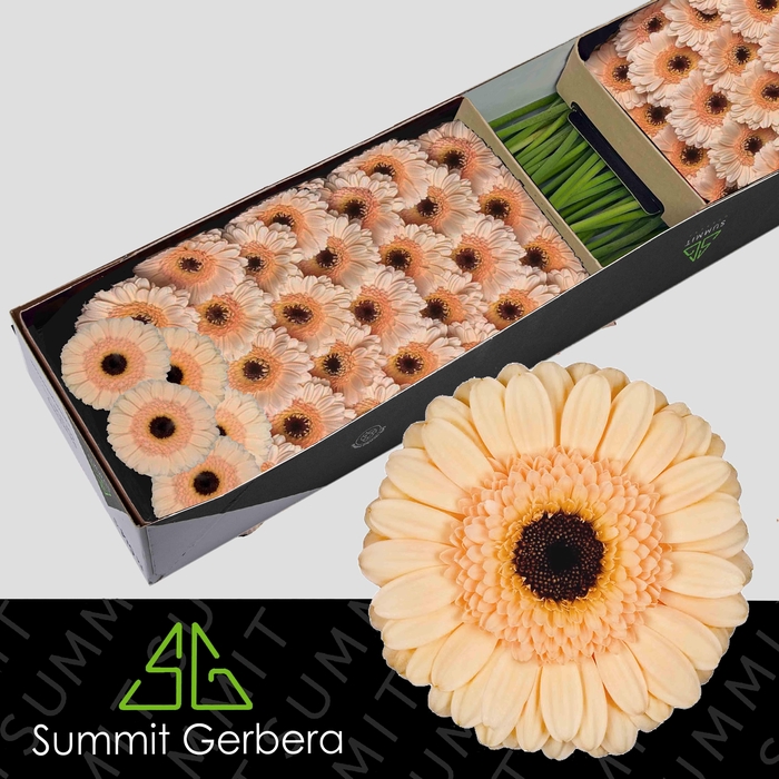 <h4>Germini Cafe Doos</h4>