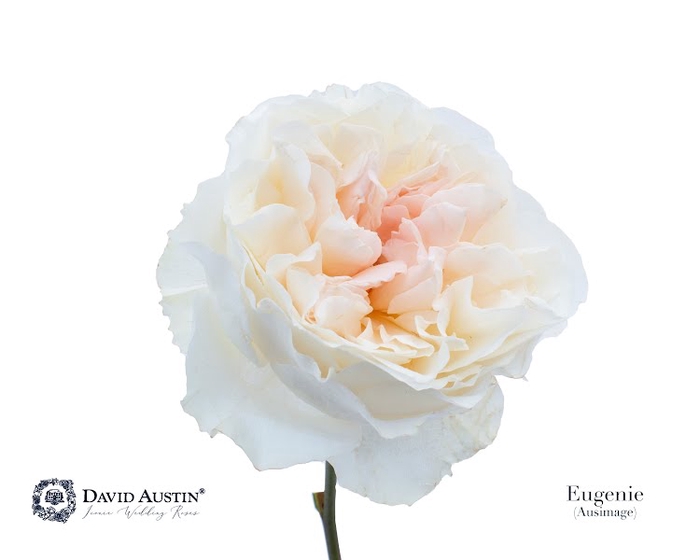 <h4>Rosa David Austin Eugenie</h4>