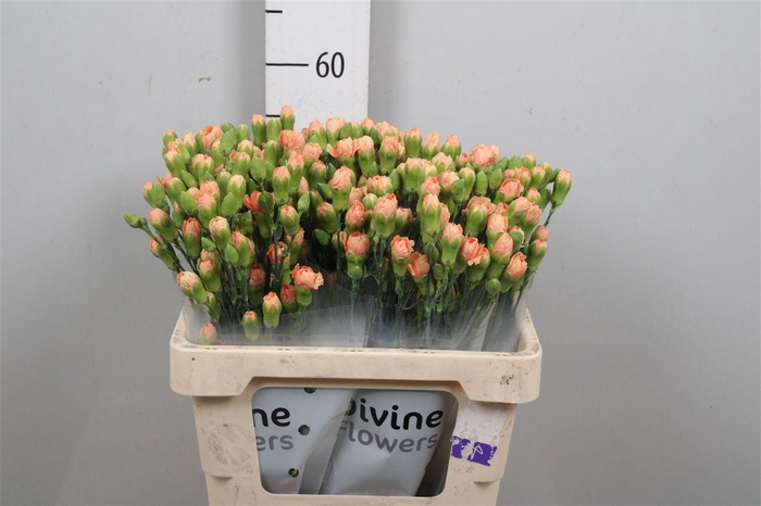 <h4>Di Tr Kamilly</h4>