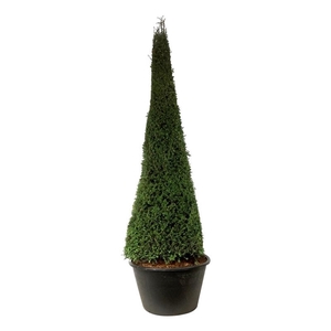 Taxus baccata