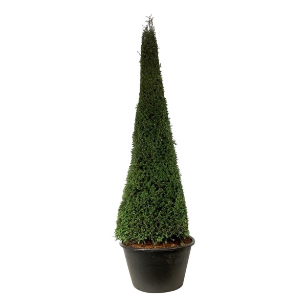 <h4>Taxus baccata</h4>