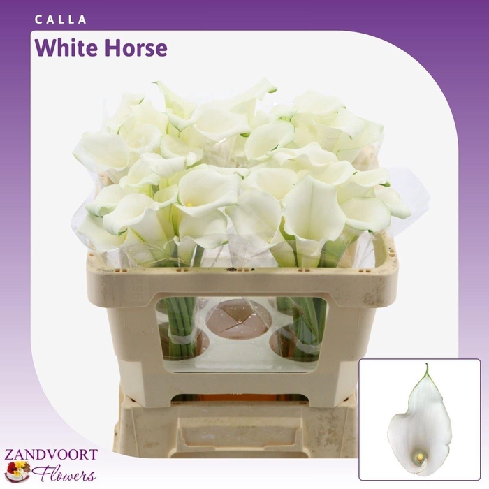<h4>Calla Whitehorse</h4>