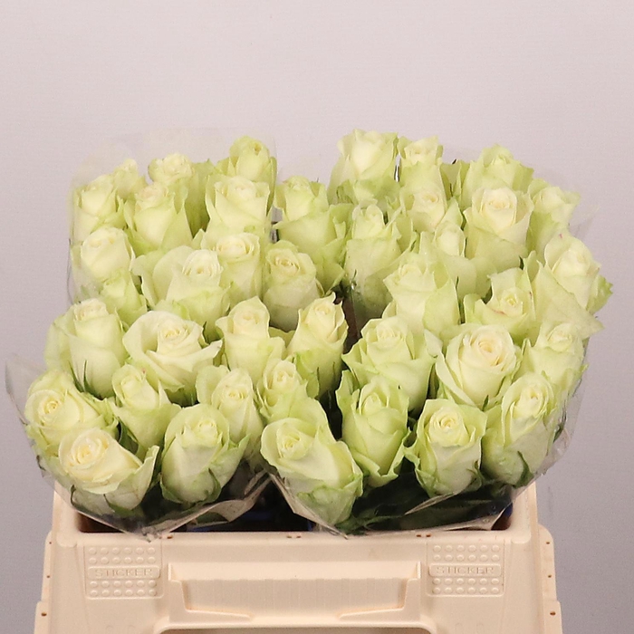 <h4>R GR ATHENA</h4>