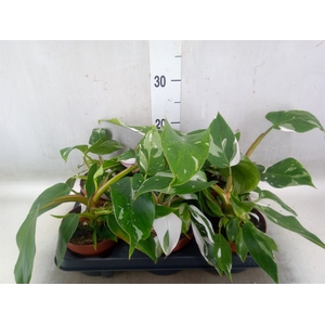 Philodendron   ...