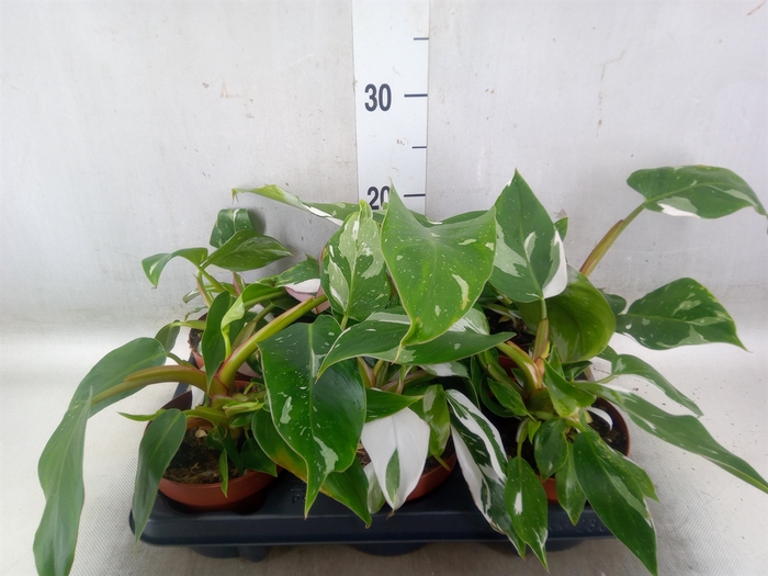 <h4>Philodendron   ...</h4>