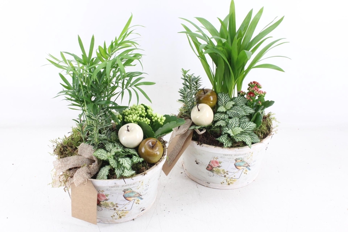 <h4>arr2 TD - MDF schaal rond - rood/wit</h4>