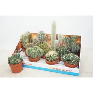 Cactus mix 10,5Ø 15cm