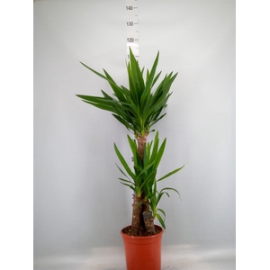 Yucca   ...