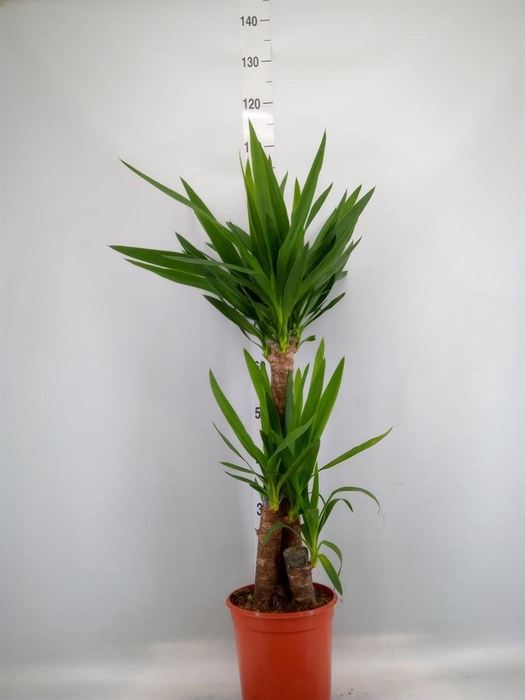 <h4>Yucca   ...</h4>