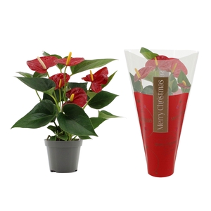 Anthurium Diamond Red in Ruby sleeve