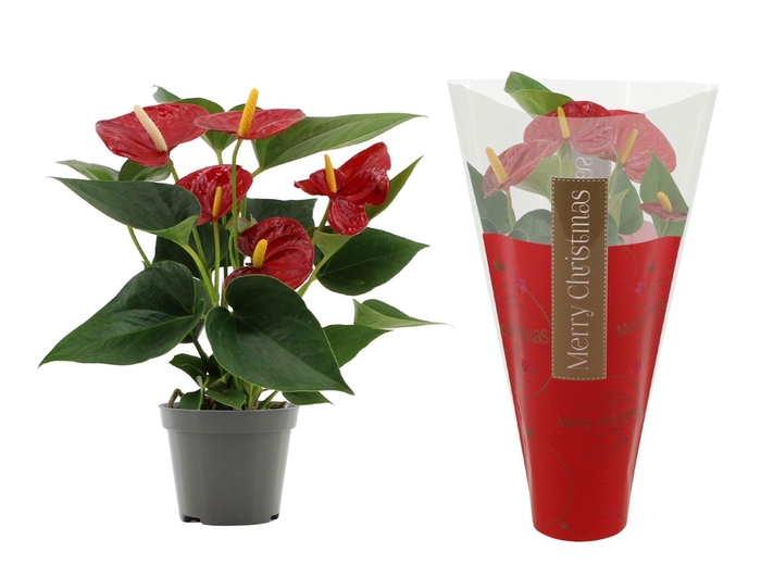 <h4>Anthurium Diamond Red in Ruby sleeve</h4>