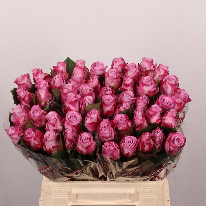 <h4>R GR MARITIM</h4>