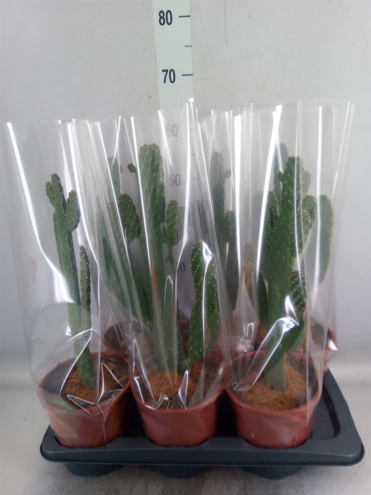 <h4>Opuntia</h4>