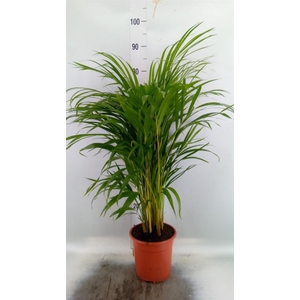Dypsis lutescens   ...Chrysalidoca