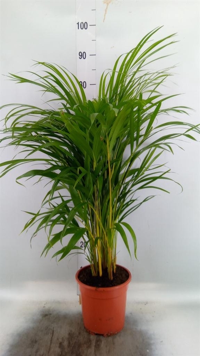<h4>Dypsis lutescens   ...Chrysalidoca</h4>