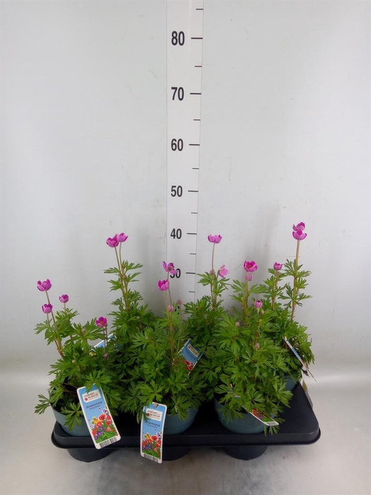 <h4>Anemone   ...</h4>