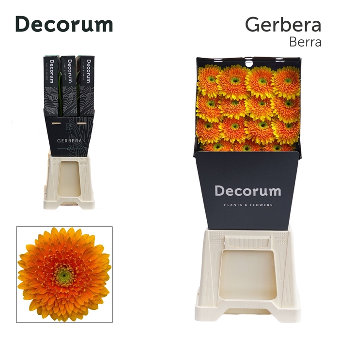 <h4>Gerbera Pomponi Berra Diamond per kaart</h4>