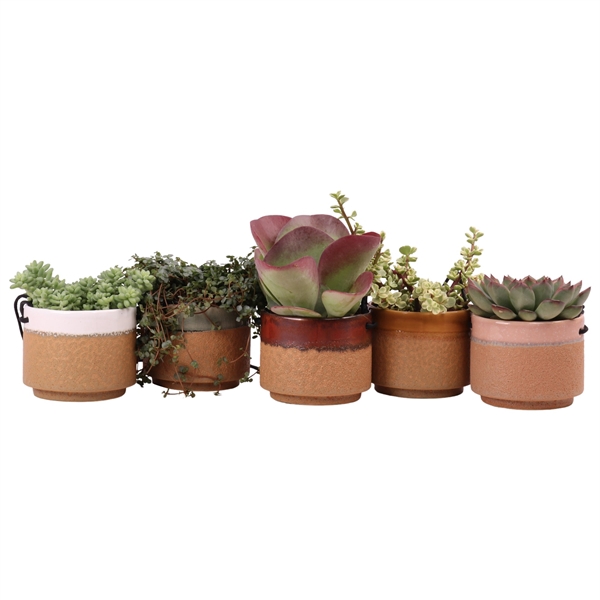 <h4>Succulent mix 10,5 cm in Kota cina hangpot</h4>