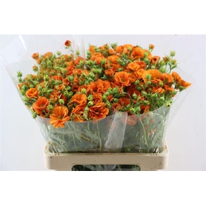 Geum Tropic Tempest