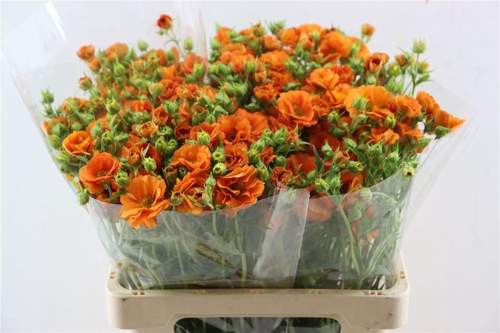 <h4>Geum Tropic Tempest</h4>