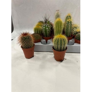 Cactus gemengd 8 soorten