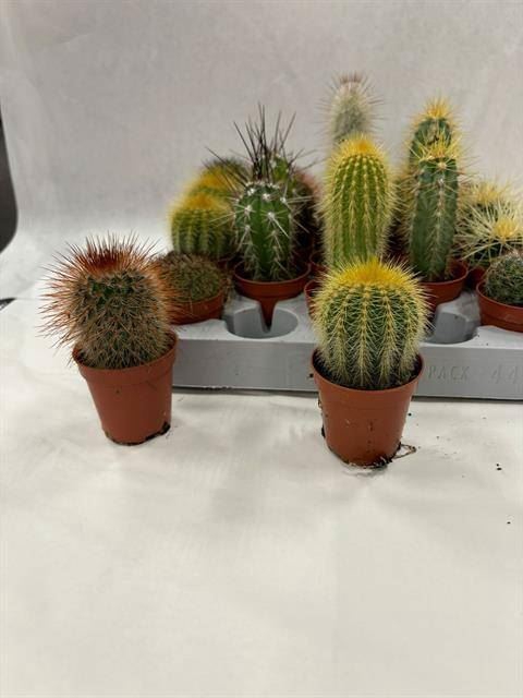 <h4>Cactus gemengd 8 soorten</h4>