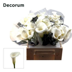 Calla Ivory Art