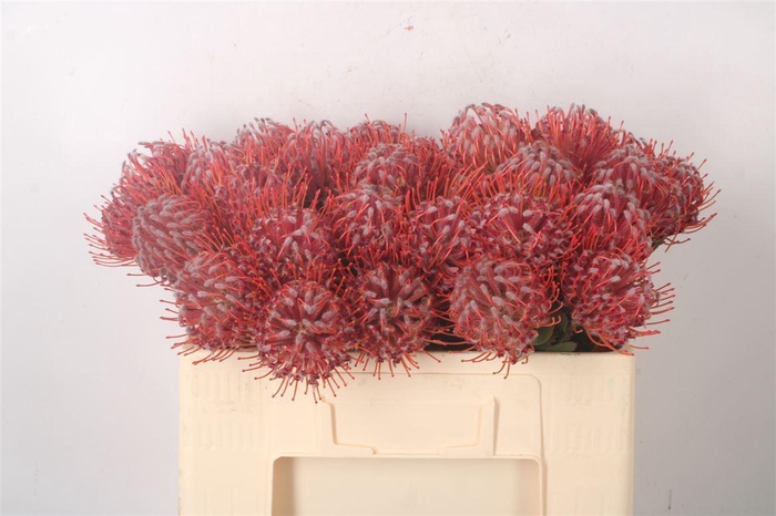 <h4>Leuco Co Scarlet Ribbon Red</h4>