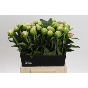 Paeonia lactiflora 'Miss America'