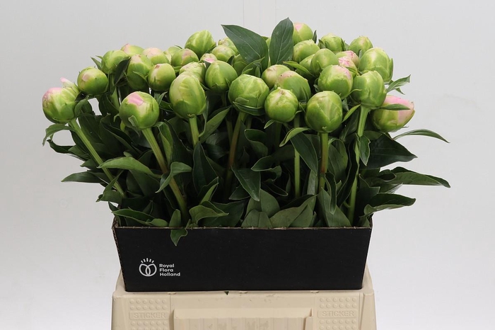 <h4>Paeonia lactiflora 'Miss America'</h4>