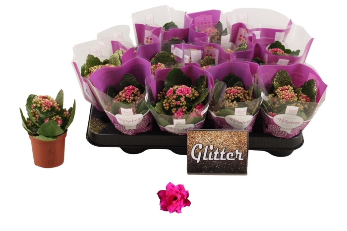 <h4>KAL GE DON VICTORIO</h4>