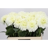 Dahlia White Wonder