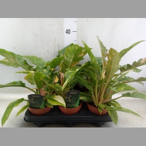 Philodendron  'Ring of Fire'